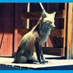 मनुष्य ज़िंदगी भर इनके पीछे भागता हैं। Human Life is Running