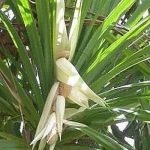 आखिर क्यों महादेव पर केतकी का फूल नहीं चढ़ाया जाता Why ketki flower not offered to Lord Shiva